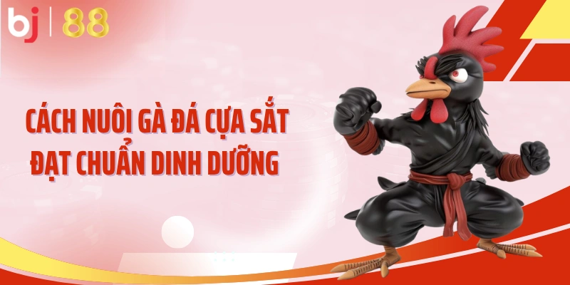Cách nuôi gà đá cựa sắt đạt chuẩn dinh dưỡng 